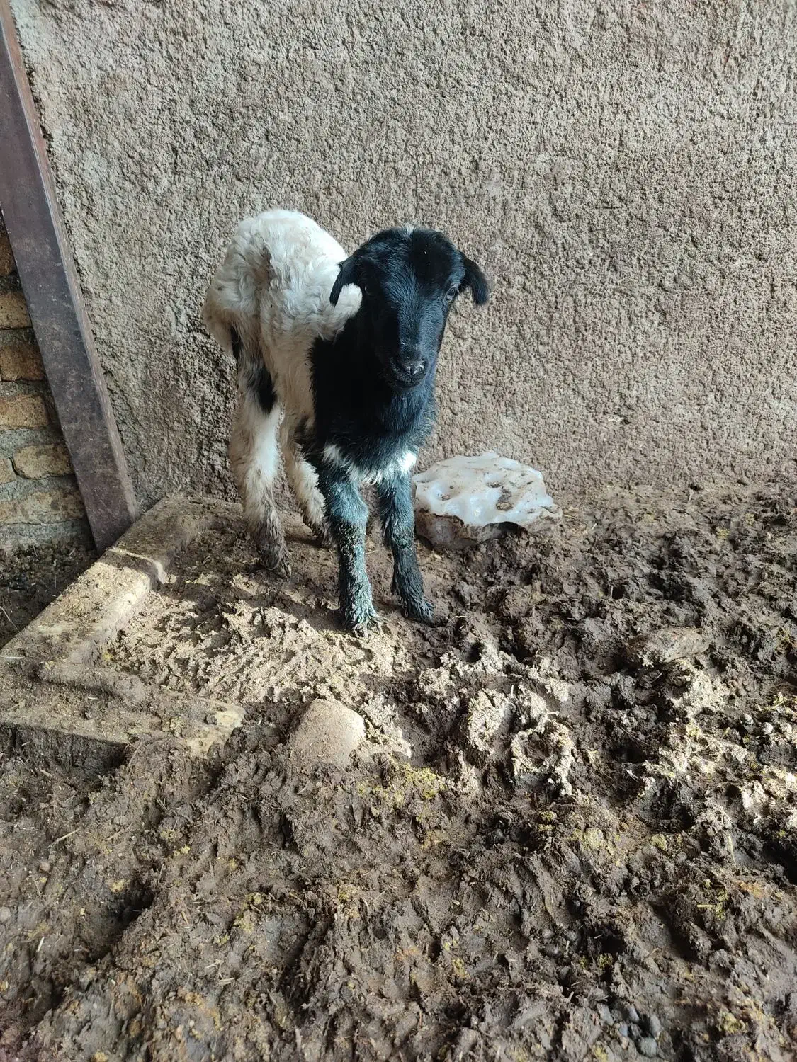 بره شیری|حیوانات مزرعه|رباط‌کریم, منجیل آباد|دیوار