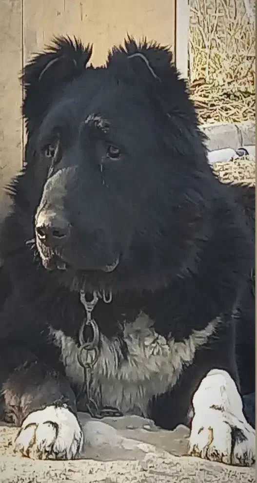 قهدریجانی|سگ|پاکدشت, خاتون آباد|دیوار