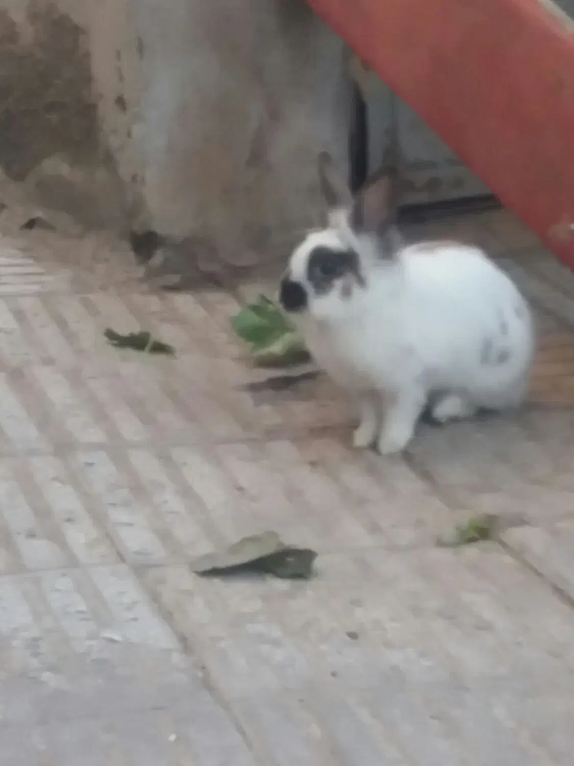 خرگوش بازیگوش|موش و خرگوش|سبزوار, اسلام آباد|دیوار