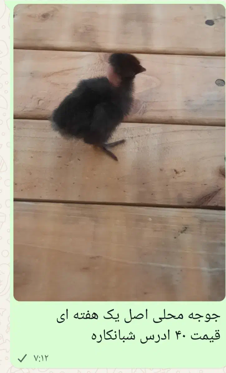 جوجه محلی|حیوانات مزرعه|شبانکاره, |دیوار