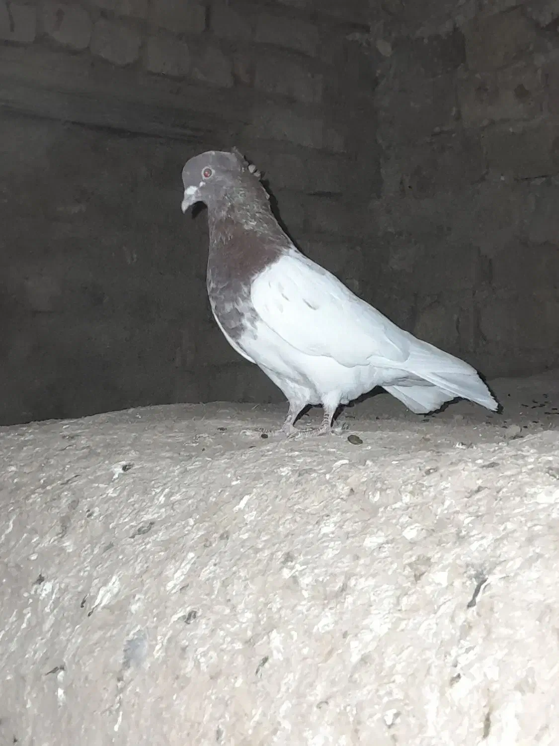 کله سرخ ماده|پرنده|تاکستان, |دیوار