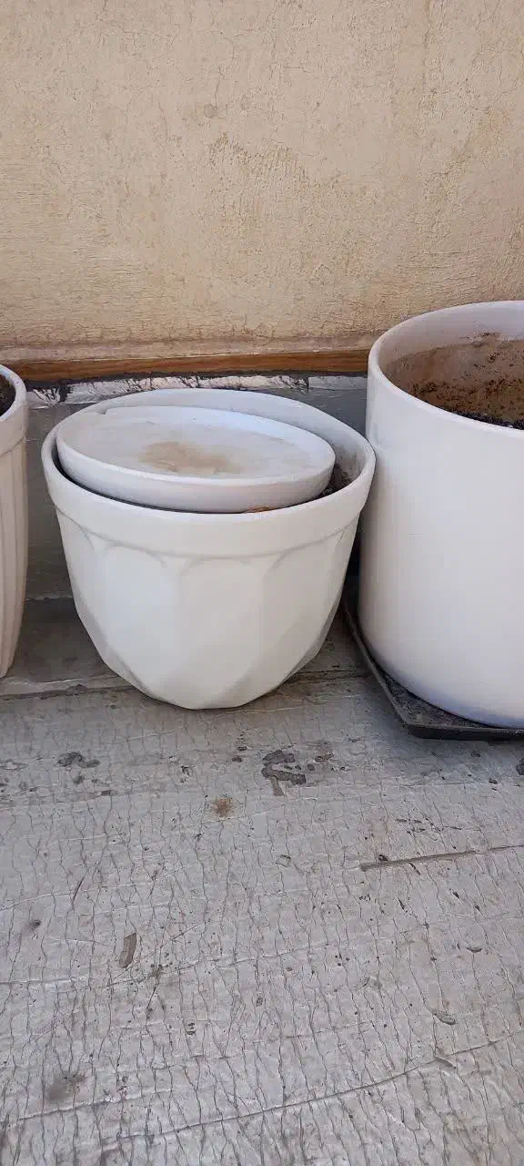 گلدان سفال|گل و گیاه طبیعی|قم, مهدیه|دیوار