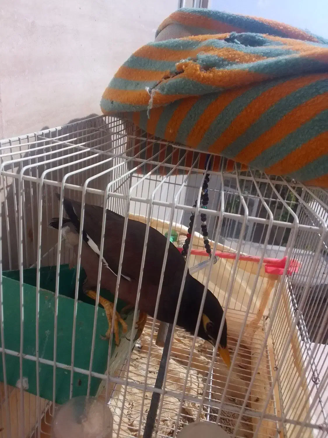 مرغ مینا|پرنده|شیروان (خراسان), |دیوار