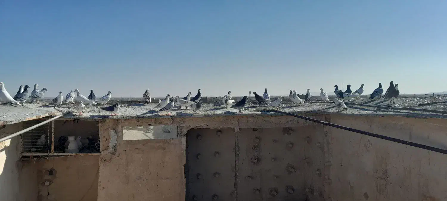 سلام ۴۰تاکفترهوا ضمانتی همه نر کفتر شب بازی|پرنده|کاشمر, |دیوار