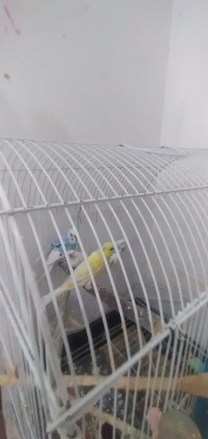 دو عدد مرغ عشق|پرنده|رودهن, |دیوار