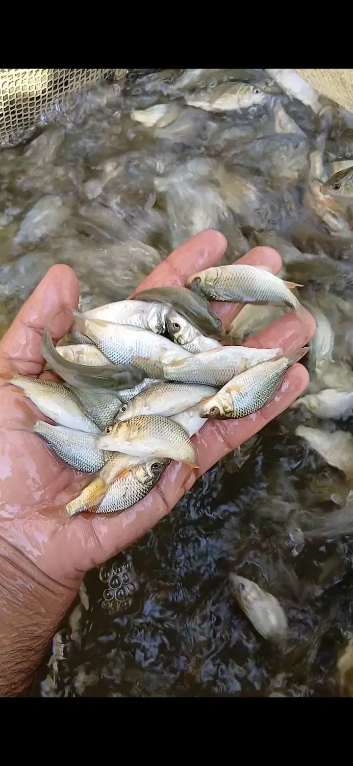 بچه ماهی کپور|ماهی|شوشتر, |دیوار