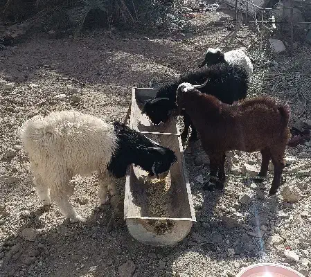 انواع بره کره میش گوشتی  بفروش می‌رسد زابل باهنر|حیوانات مزرعه|زابل, |دیوار