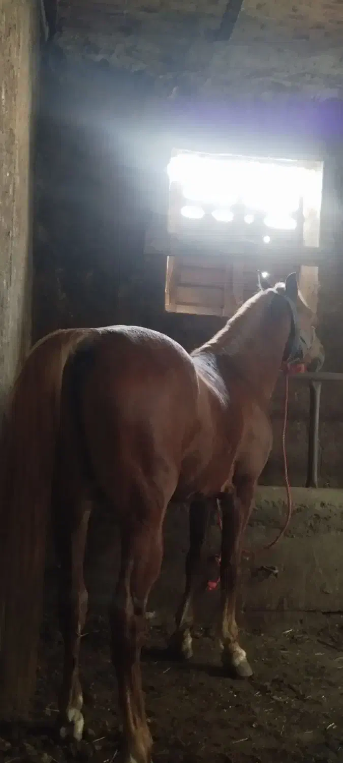 اسب نریان|اسب و تجهیزات اسب‌سواری|ارومیه, |دیوار