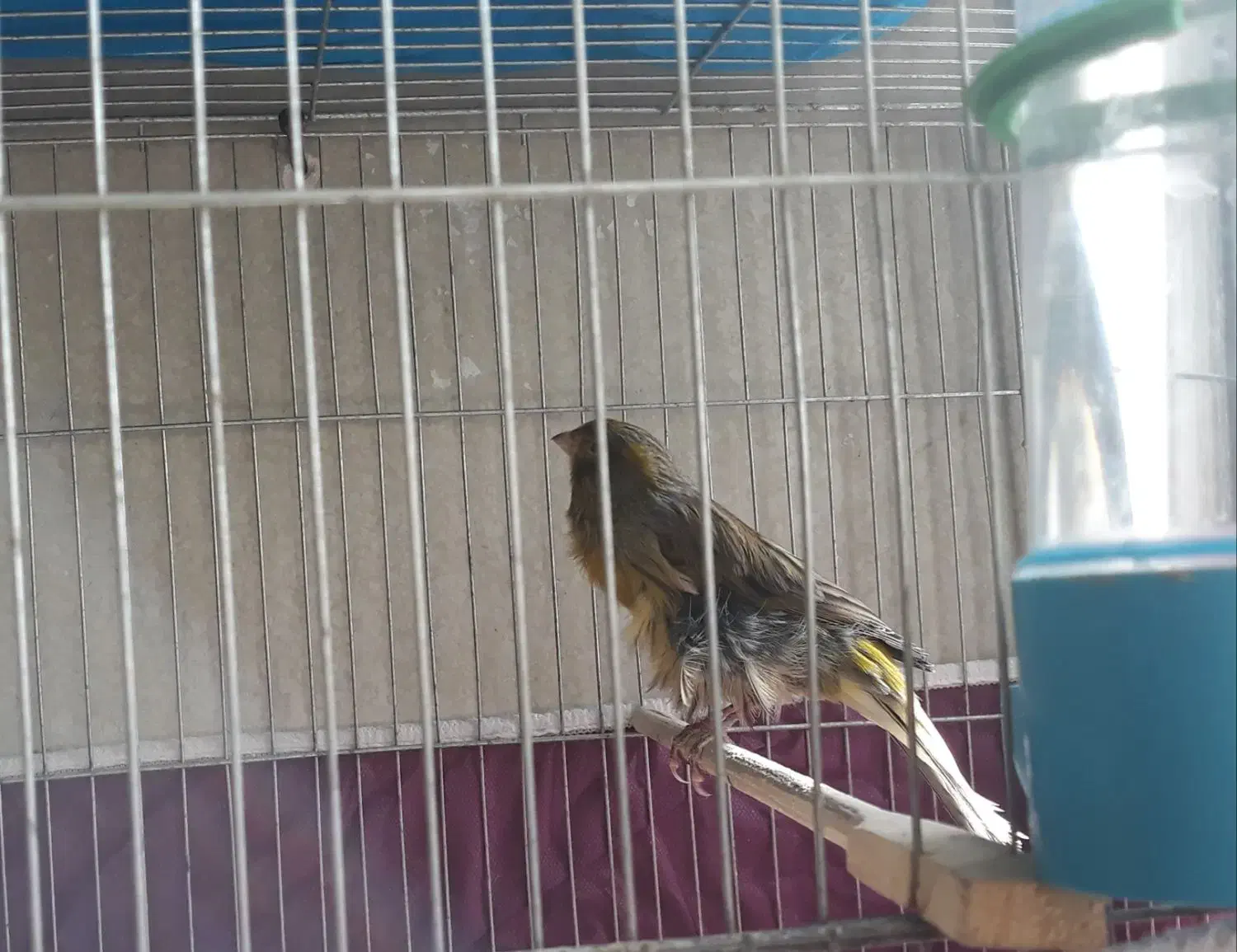 قناری نر سبز|پرنده|اصفهان, جاوان|دیوار