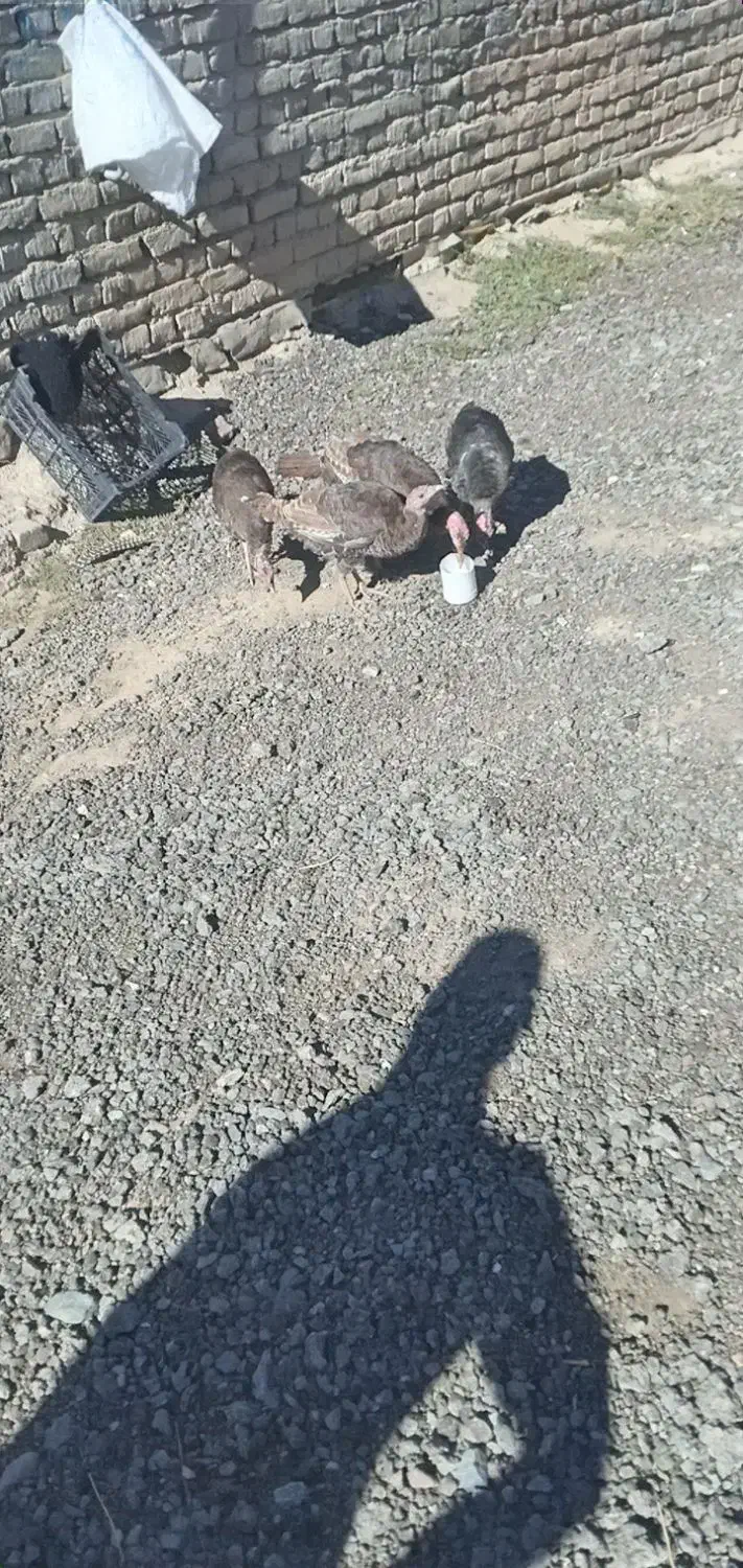 بوقلمو گوشتی ۷ماهه|حیوانات مزرعه|صومای برادوست, |دیوار