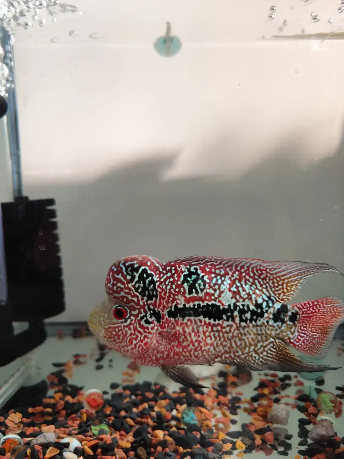 فلاور KML|ماهی|اندیشه, اندیشه فاز ۴|دیوار