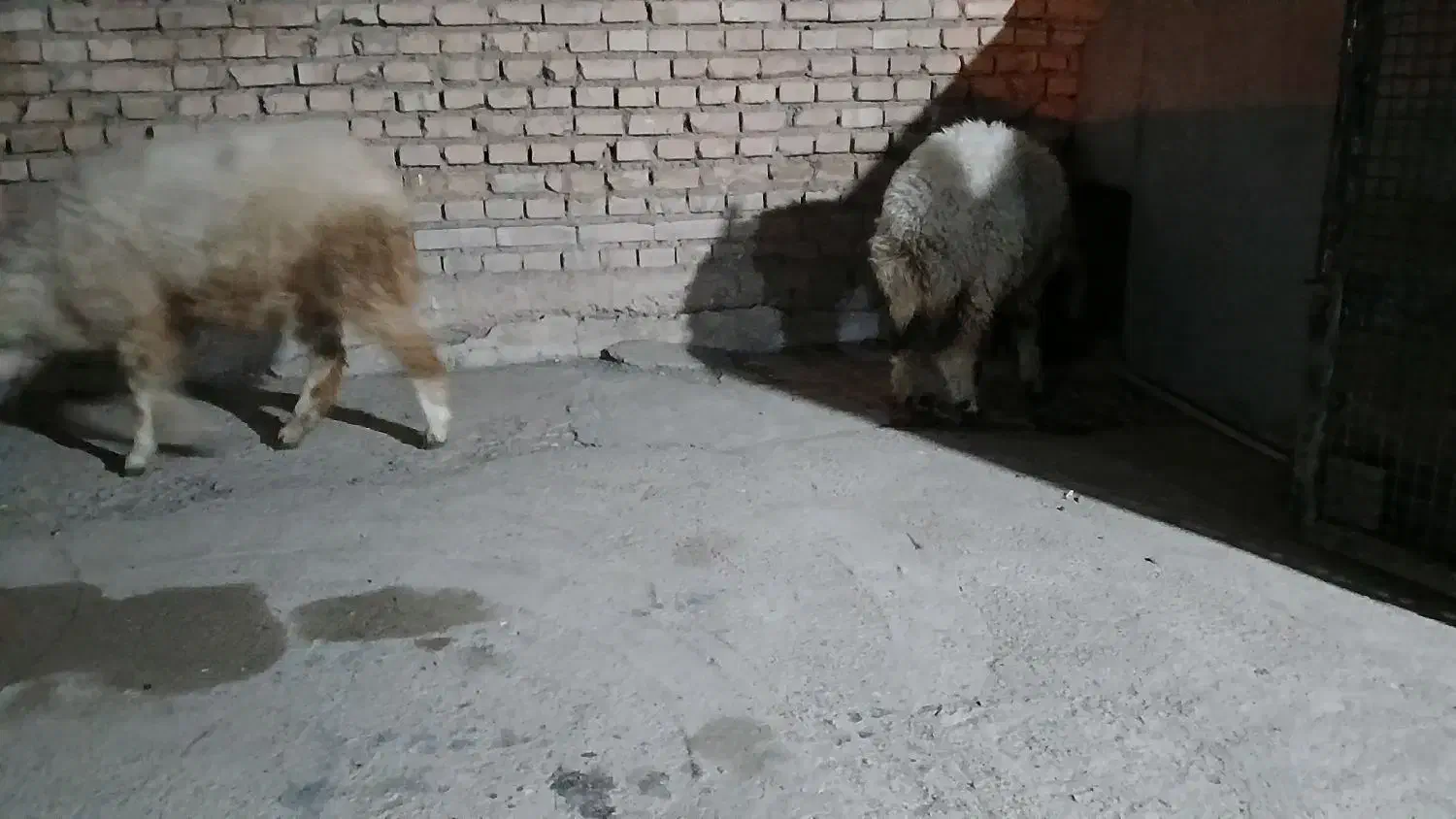 گوسفند|حیوانات مزرعه|حمیدیه, |دیوار