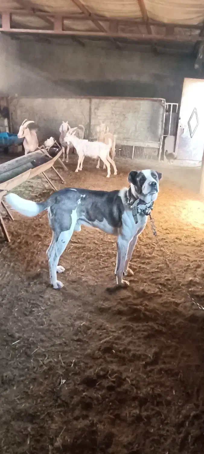 واگذاری سگ نگهبان|سگ|مشهد, ایوان|دیوار