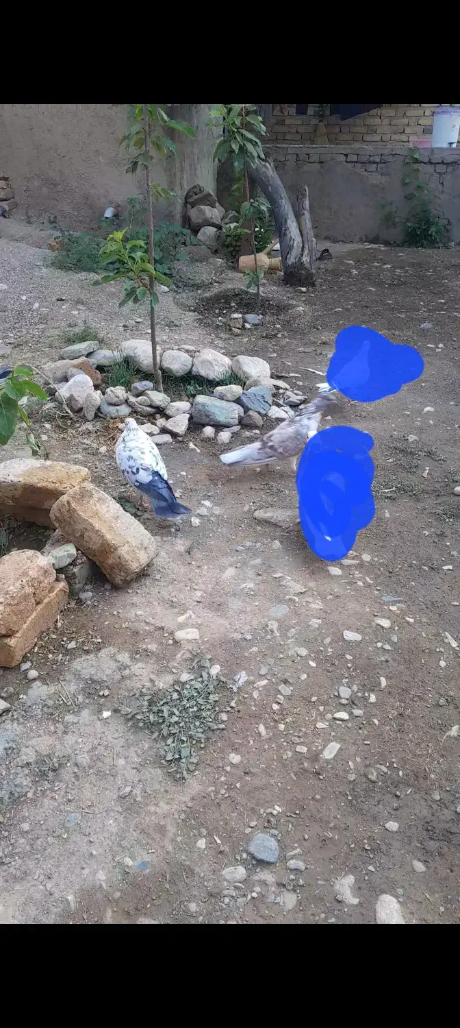 کبوتر|حیوانات|نهاوند, |دیوار