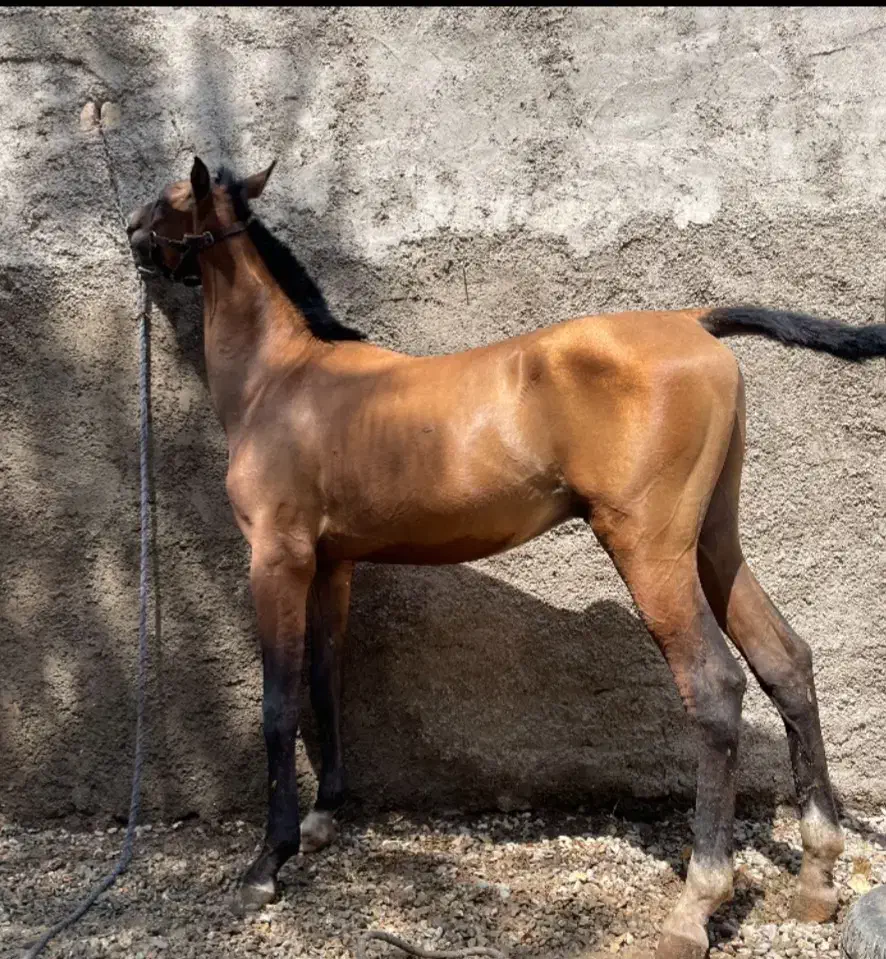 نریان درهشوری|اسب و تجهیزات اسب‌سواری|ری, علایین|دیوار