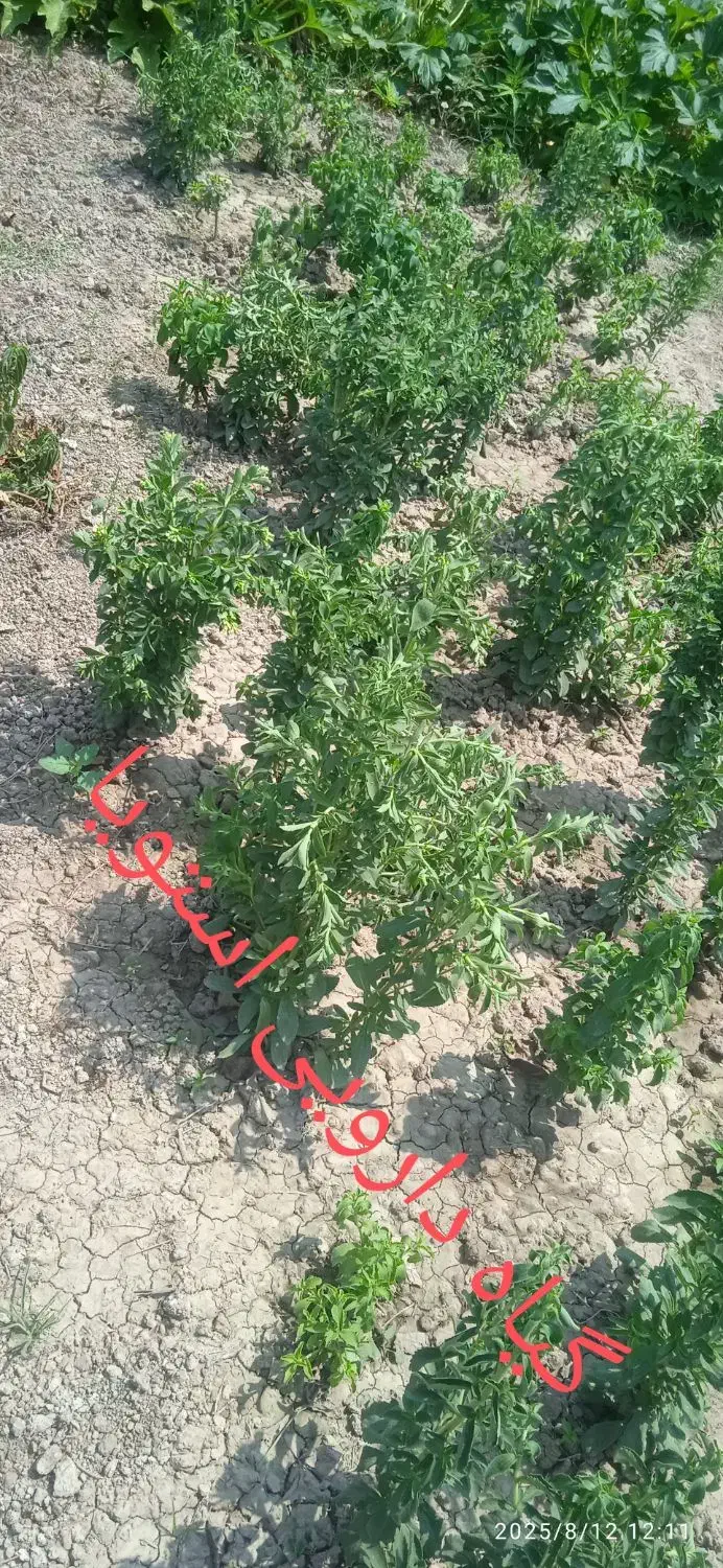 بره گوسفند غاز مرغ و خروس شربت استویا|حیوانات مزرعه|آمل, |دیوار