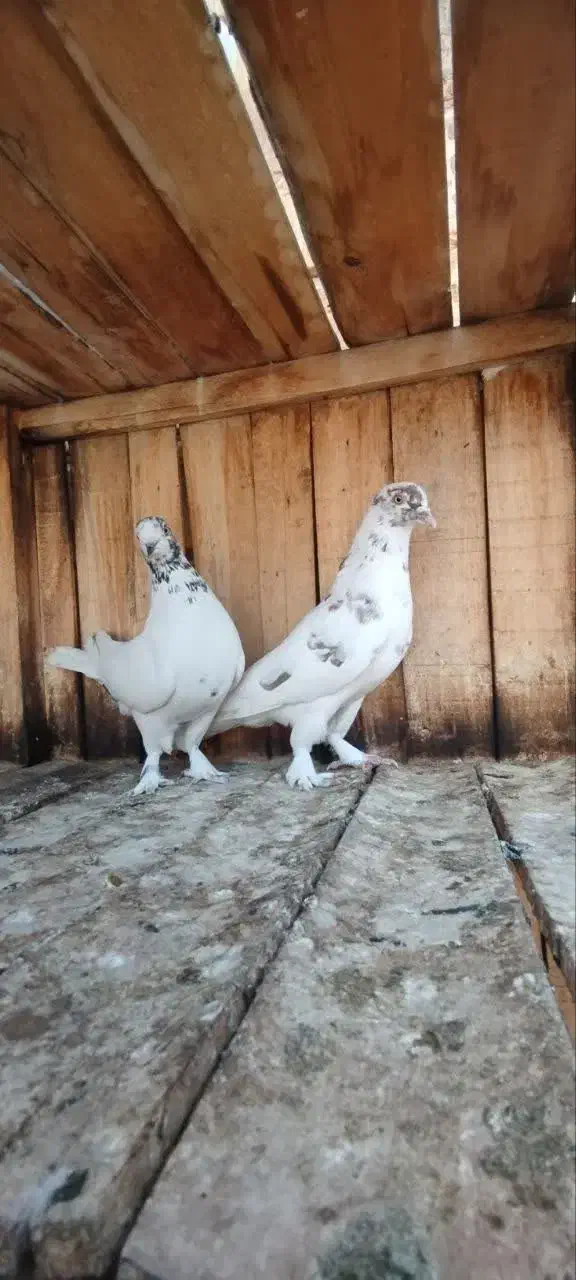 کفتر پرشی|پرنده|قم, نخودی|دیوار