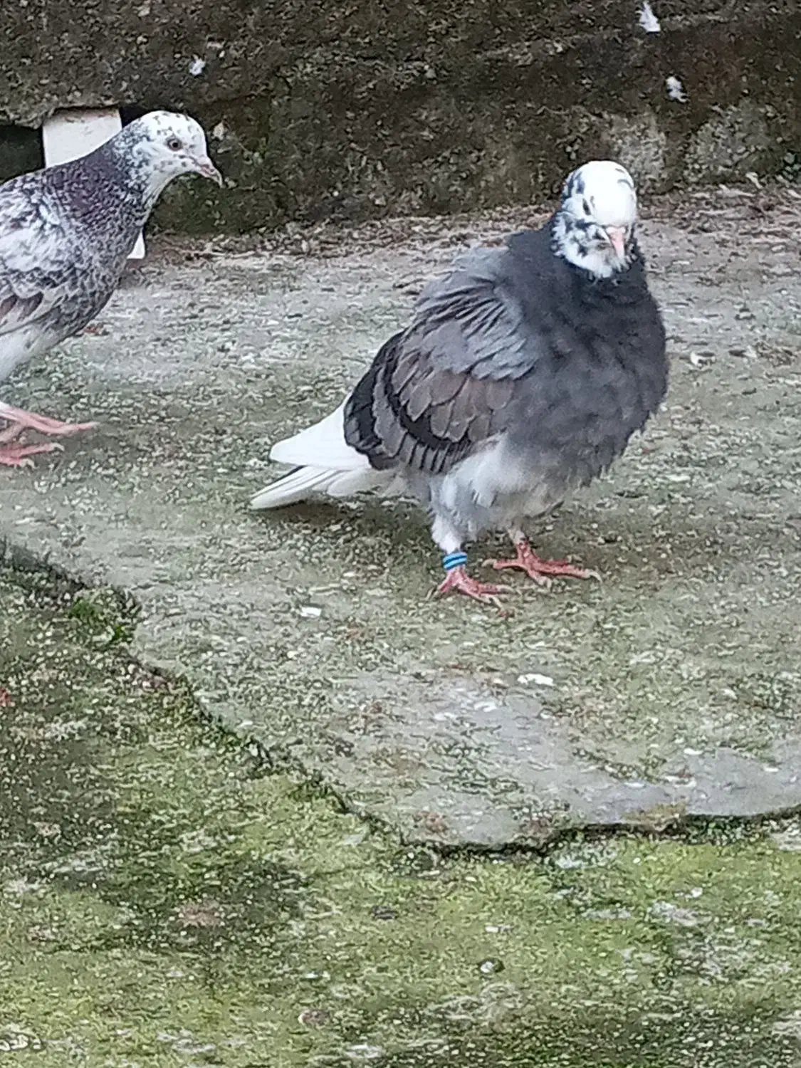 کبوتر گمشده|حیوانات|لشت نشا, |دیوار