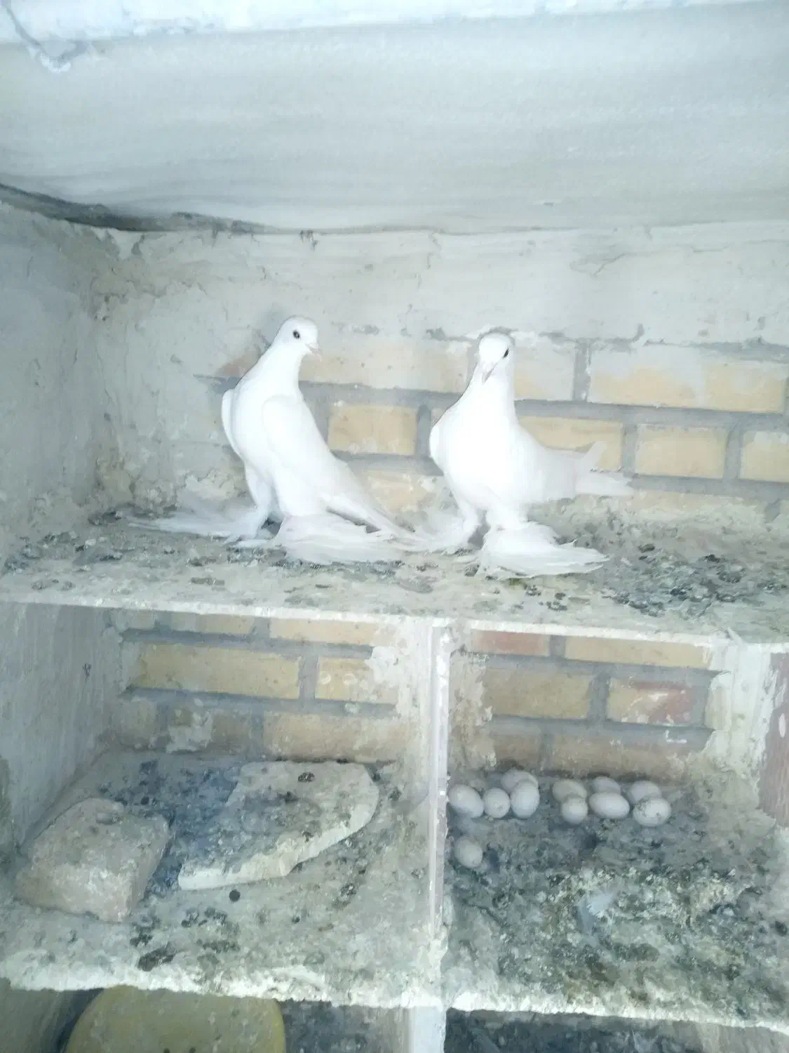 اویناخ لوطی|پرنده|اهر, |دیوار