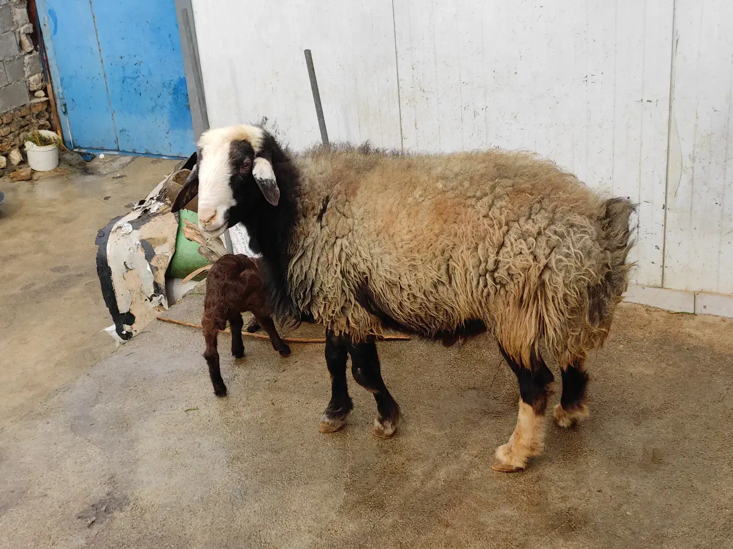 قوچ|حیوانات مزرعه|دالاهو, |دیوار