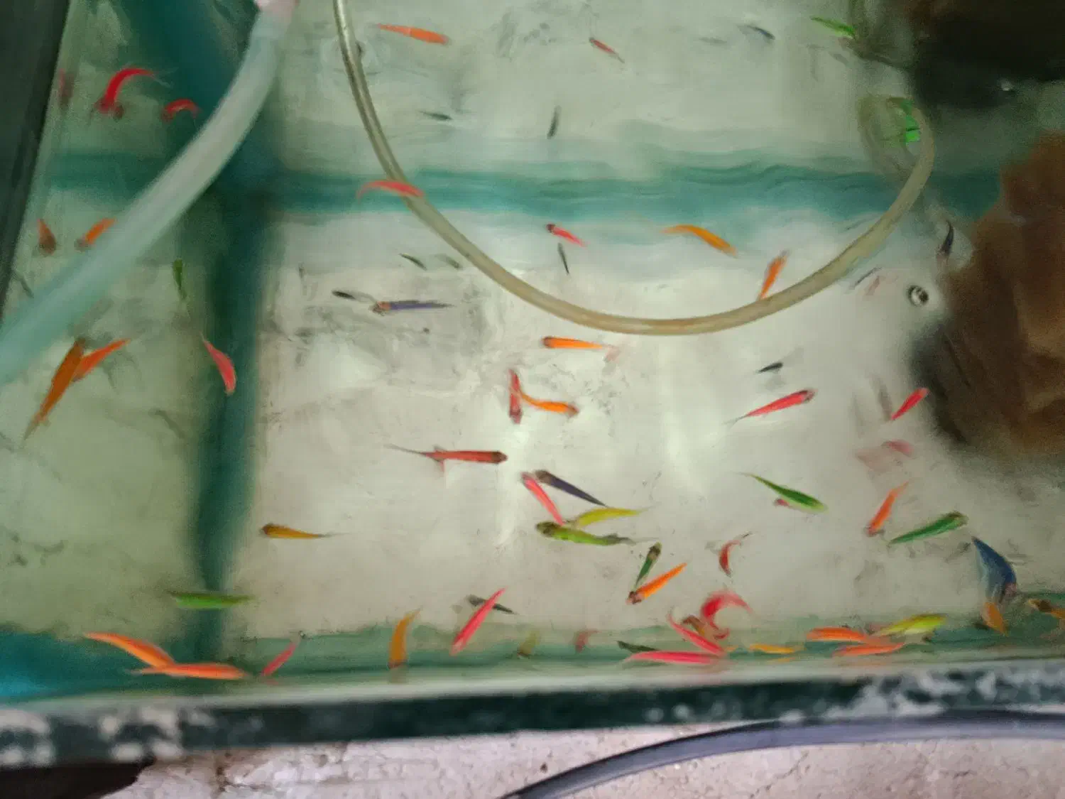 گوپی زبرا کالر تایگر بارب|ماهی|پاکدشت, پاکدشت (مامازند)|دیوار