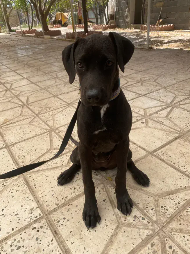 سگ پیت پول گمشده|حیوانات|قزوین, |دیوار