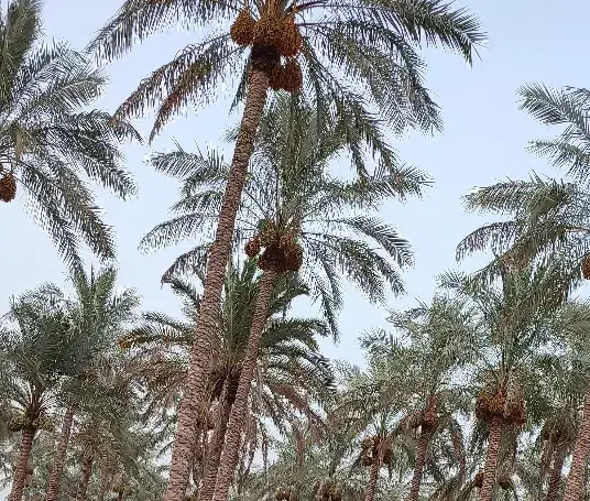 پاجوش نخل کبکاب(دمیت)|گل و گیاه طبیعی|سعدآباد, |دیوار