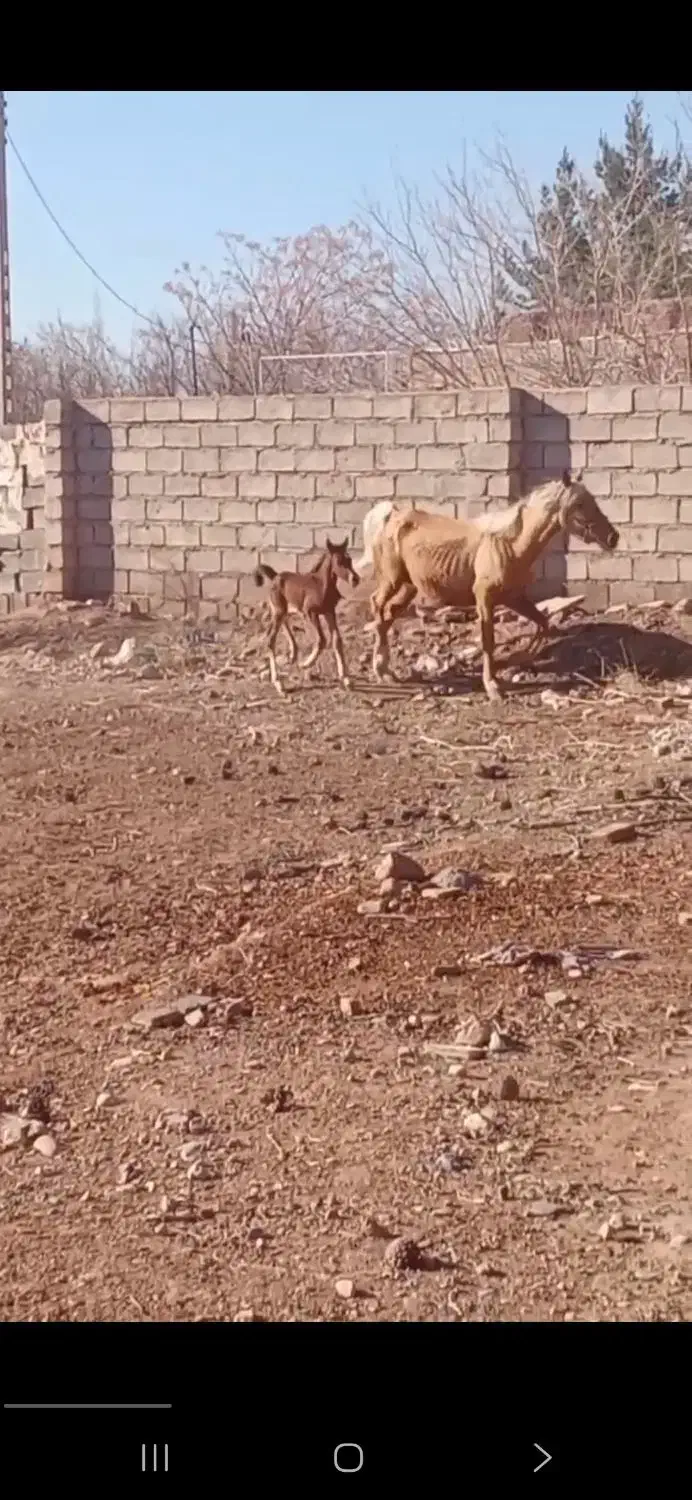 اسب|حیوانات مزرعه|چترود, |دیوار