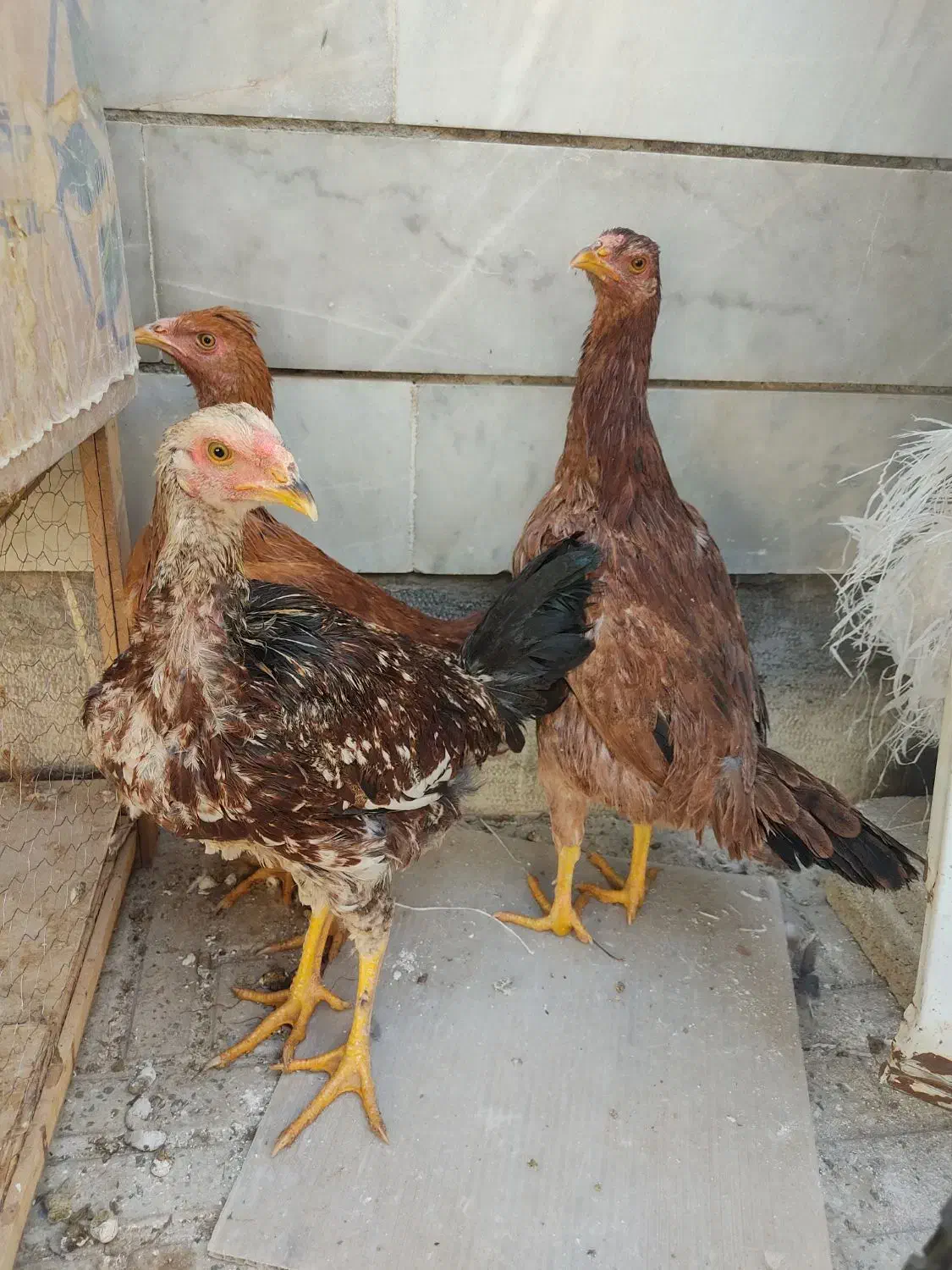 جوجه لاری وبرهما|حیوانات مزرعه|شاهینشهر, گزبرخوار|دیوار