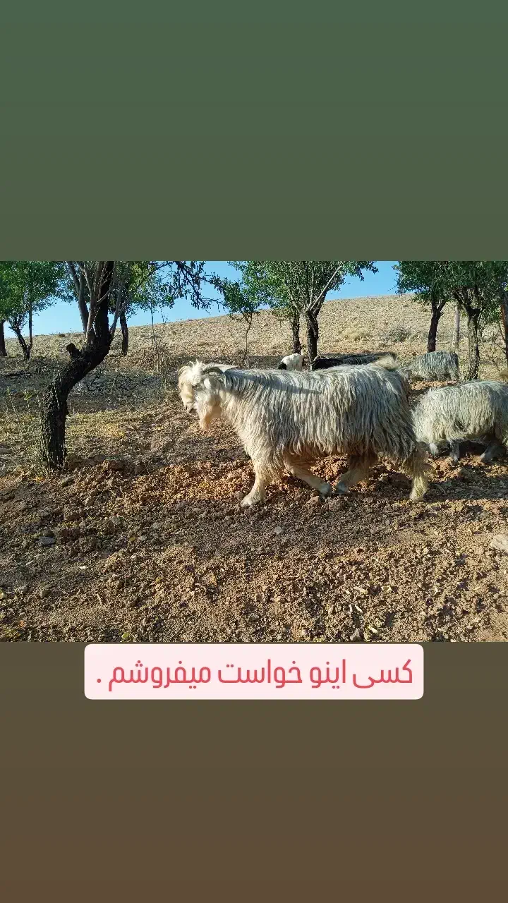 کهره دوبوری فروشی و چوپانی انجام میدم|حیوانات مزرعه|بروجن, |دیوار