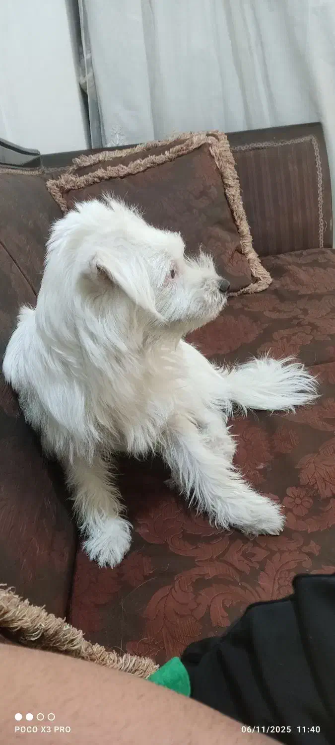 سگ  تریر|سگ|تهران, مظاهری|دیوار