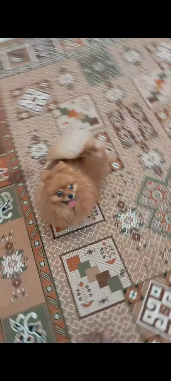 پامر خرسی عروسکی|سگ|حاجی آباد, |دیوار