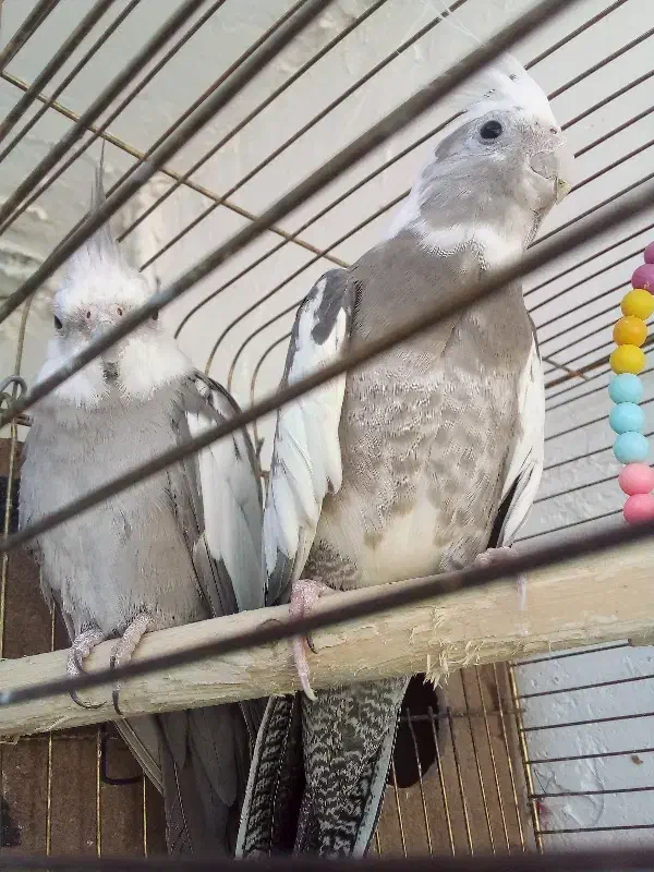 تخم گذاشتن|پرنده|مسجد سلیمان, |دیوار