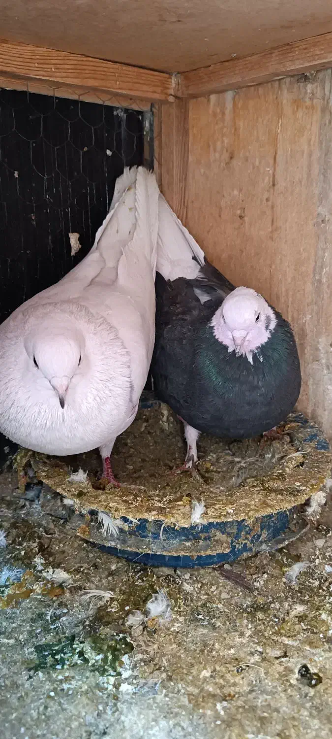 کفتر طلا|پرنده|تهران, دولاب|دیوار