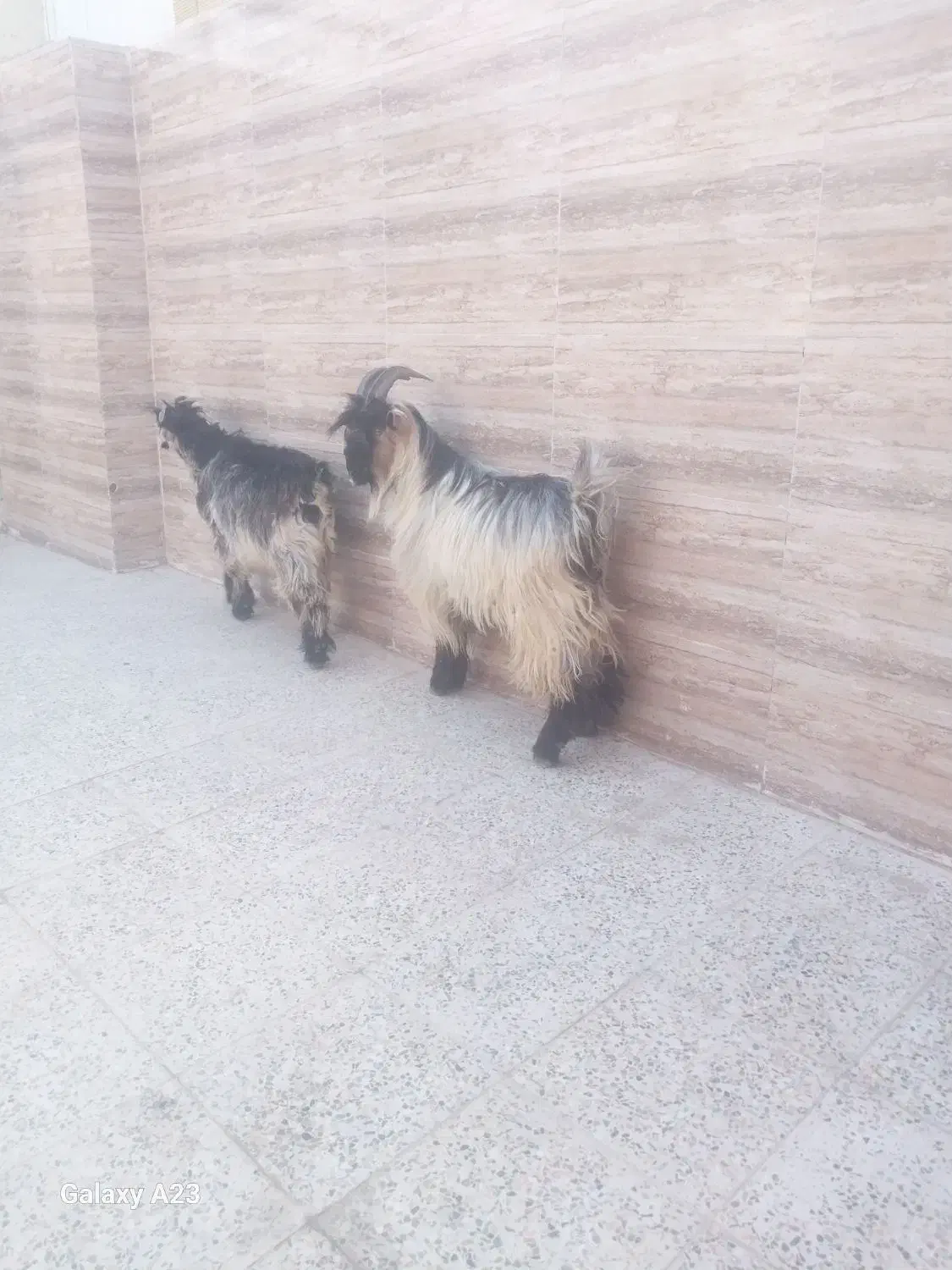 دو راَس بیگ نر چاق ایلاقی|حیوانات مزرعه|مسجد سلیمان, |دیوار