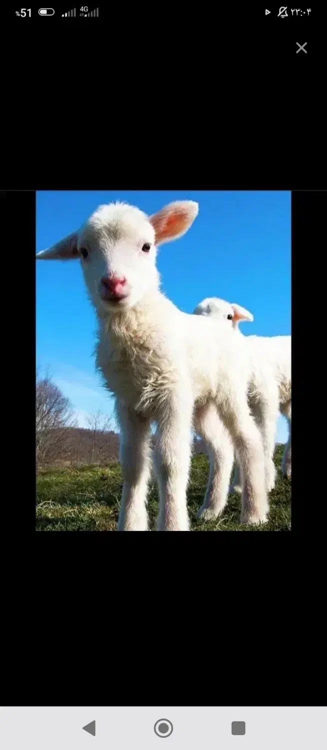 بره ماده داشتی|حیوانات مزرعه|دهدشت, |دیوار