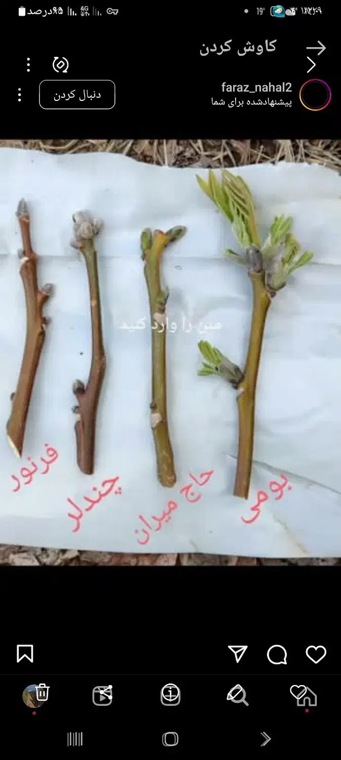 هرس وپیوند باغ|خدمات باغبانی و درختکاری|سقز, |دیوار