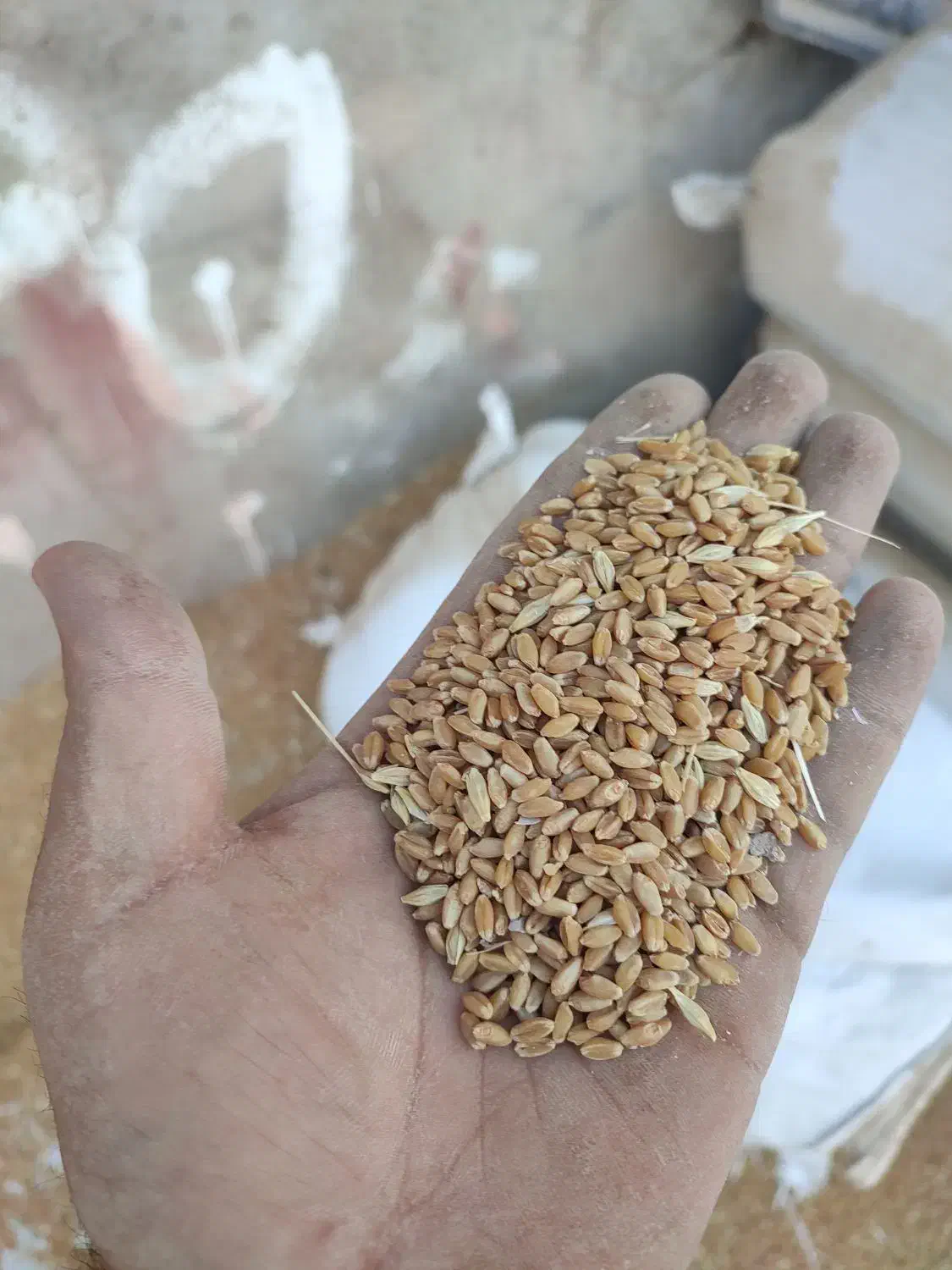 گندم|خوردنی و آشامیدنی|کارون, |دیوار