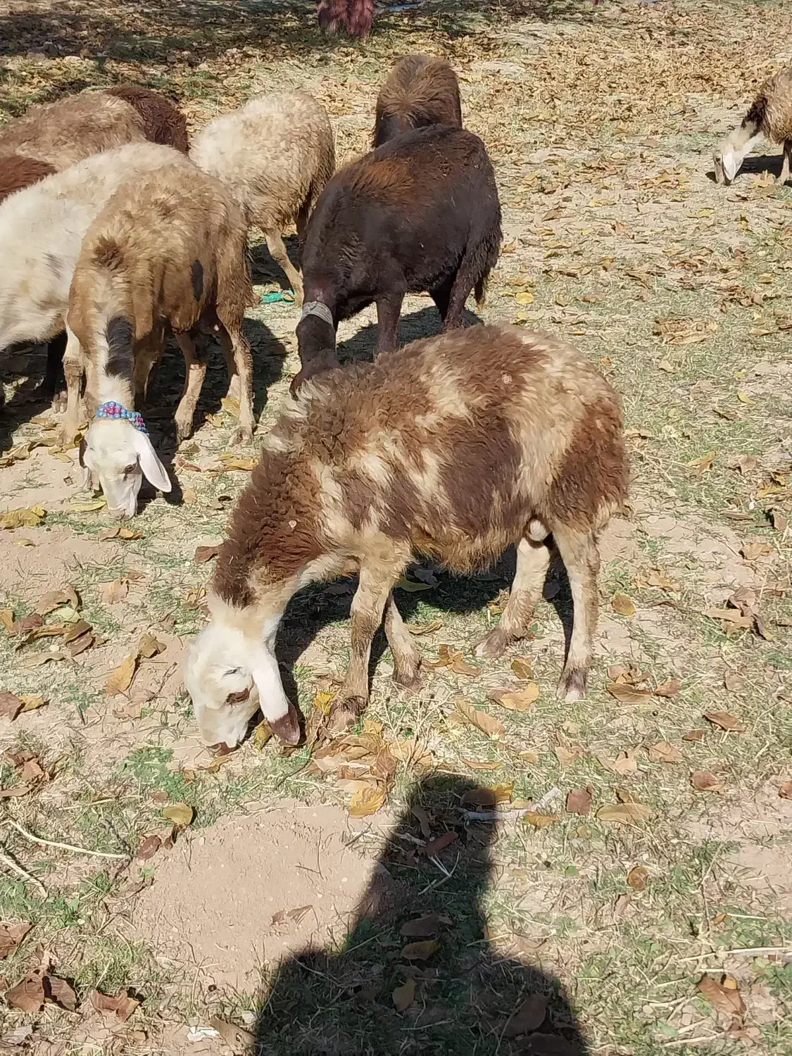 بره ماده و بره قوچ|حیوانات مزرعه|بروجرد, |دیوار