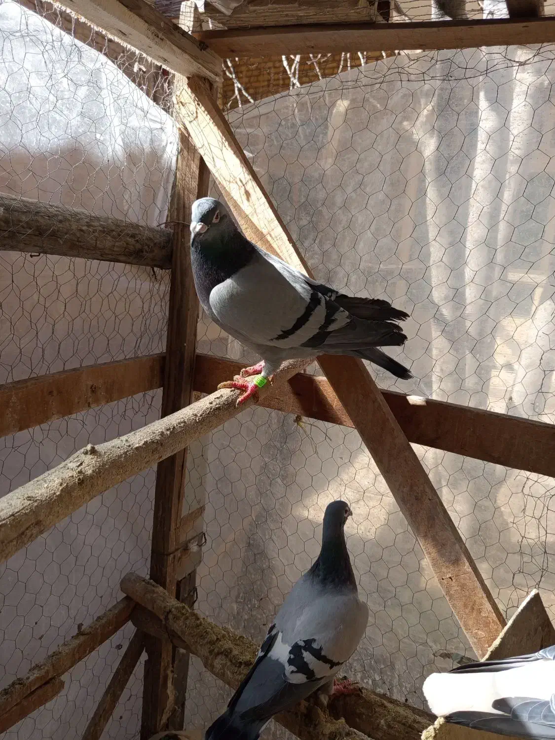 پلاکی|پرنده|مبارکه, |دیوار