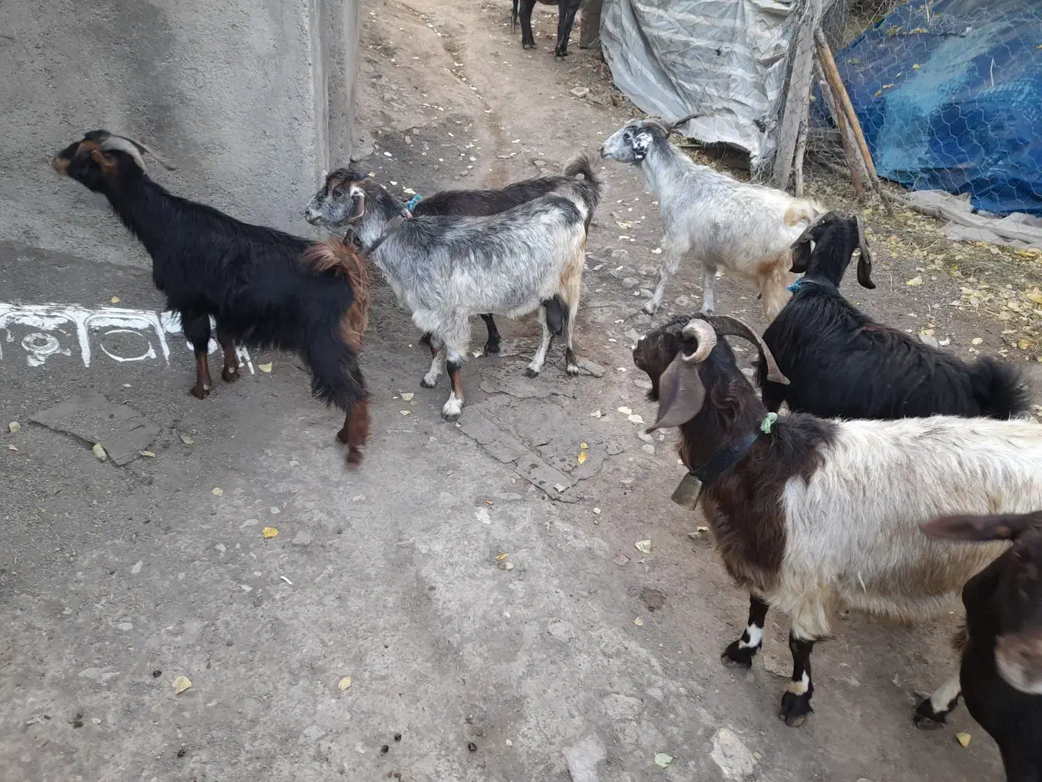 میش قزل|حیوانات مزرعه|خلخال, |دیوار