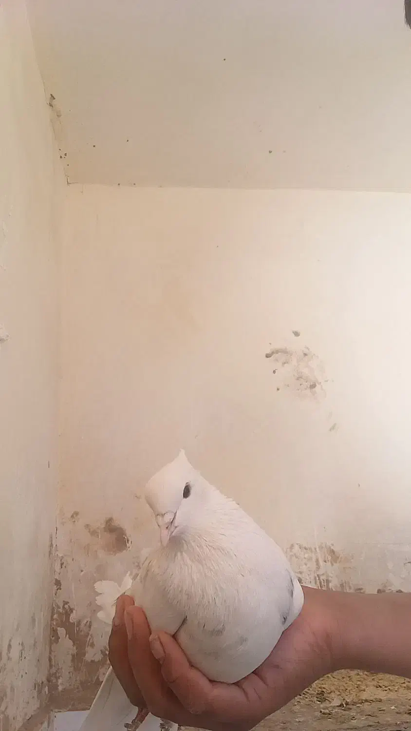 کبوتر باخت رفته|پرنده|فردوس (خراسان), |دیوار