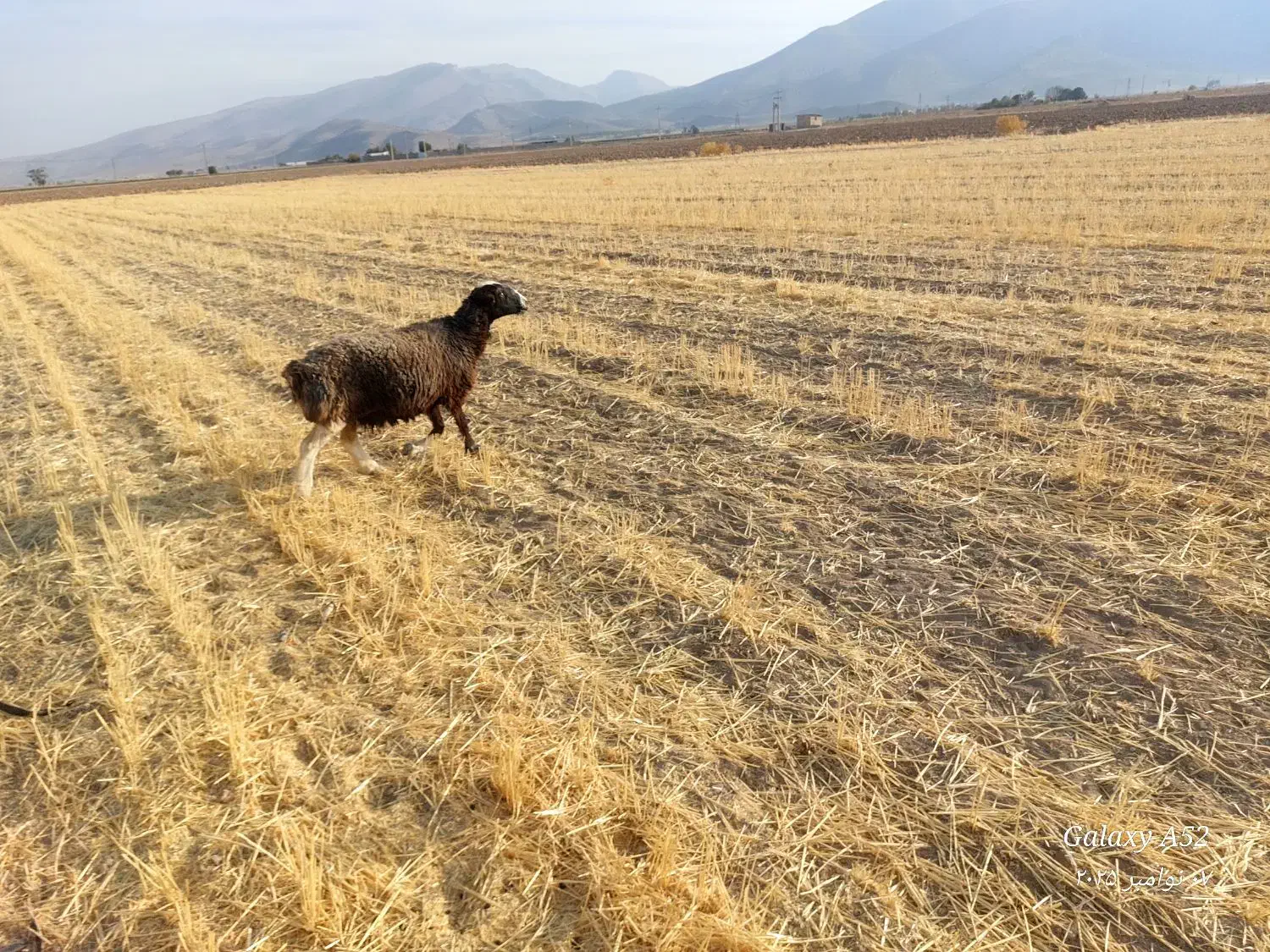 شیشک ومیش|حیوانات مزرعه|پاسارگاد, |دیوار