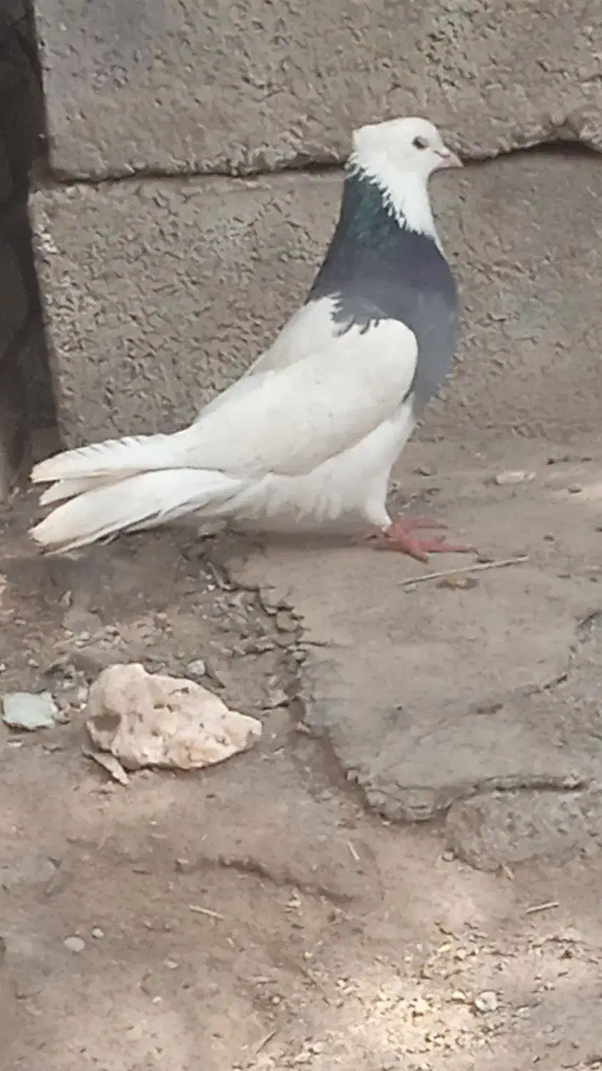 کبوتر|پرنده|جیرفت, |دیوار