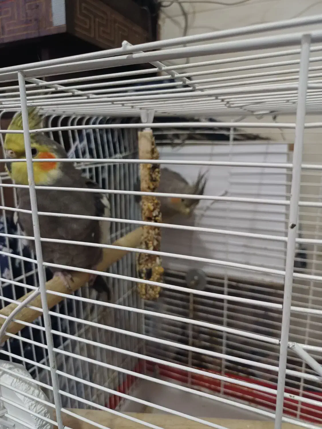 عروس هلندی جفت|پرنده|گلستان (تهران), |دیوار