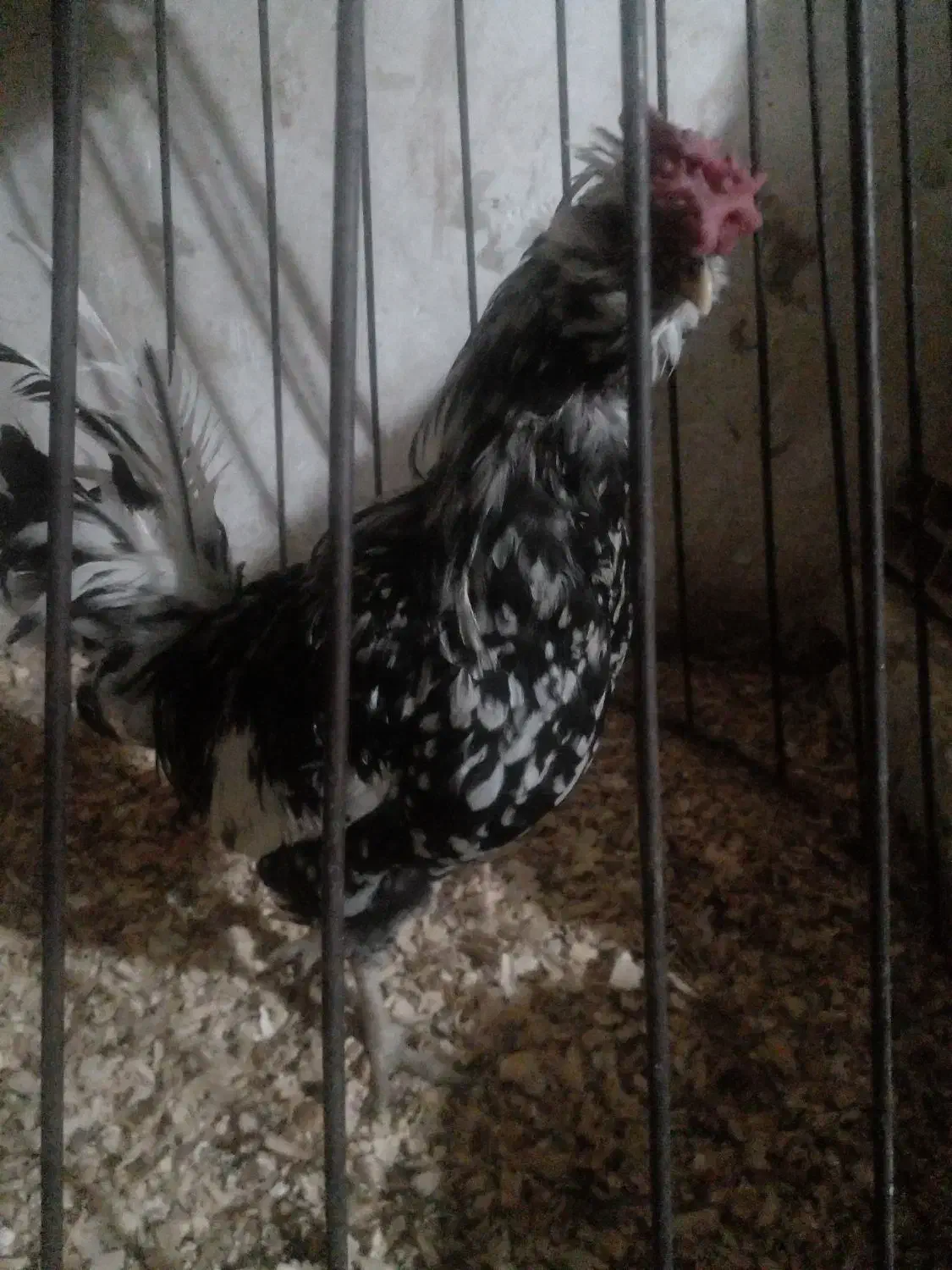 خروس گلین لری|حیوانات مزرعه|قرچک, فردیس|دیوار