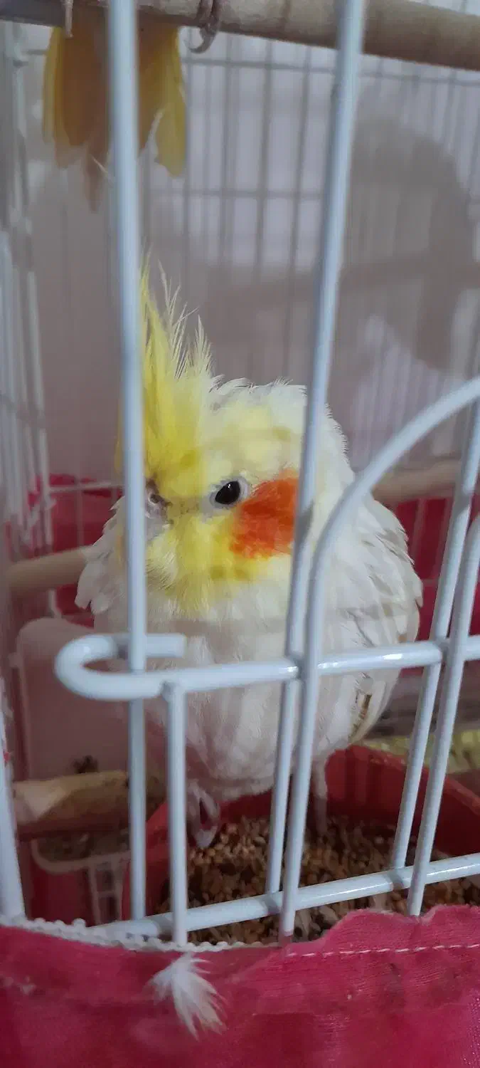 فروش انواع عروس هلندی های زیبا|پرنده|رامهرمز, |دیوار