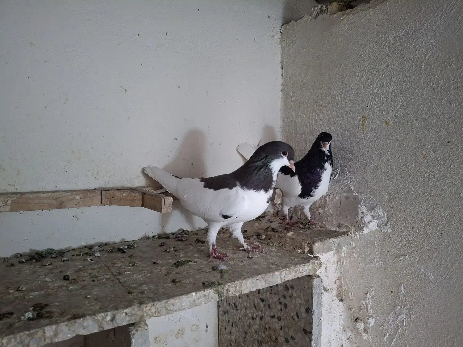 کبوتر شهری چپ، یال|پرنده|بوشهر, |دیوار