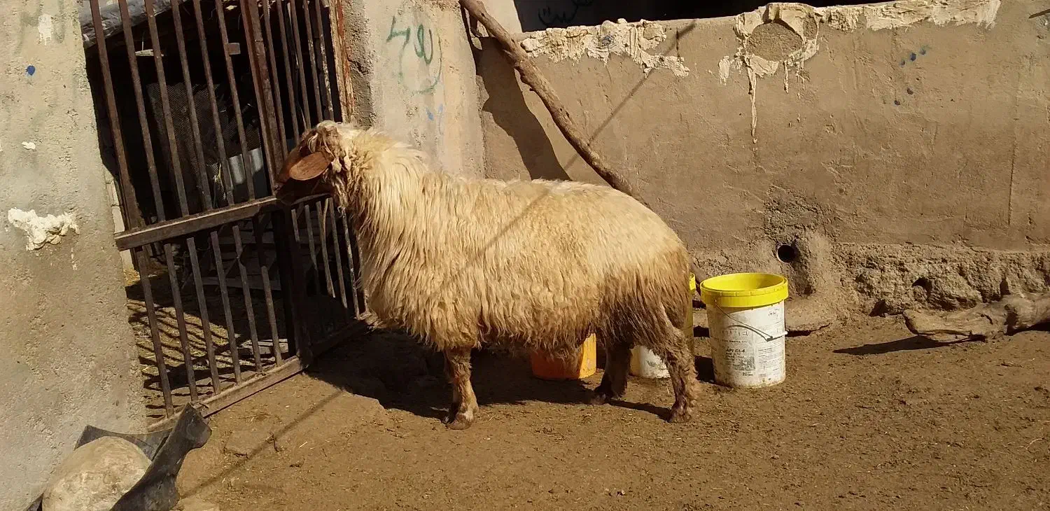 قوچ جوان و داشت|حیوانات مزرعه|پلدختر, |دیوار