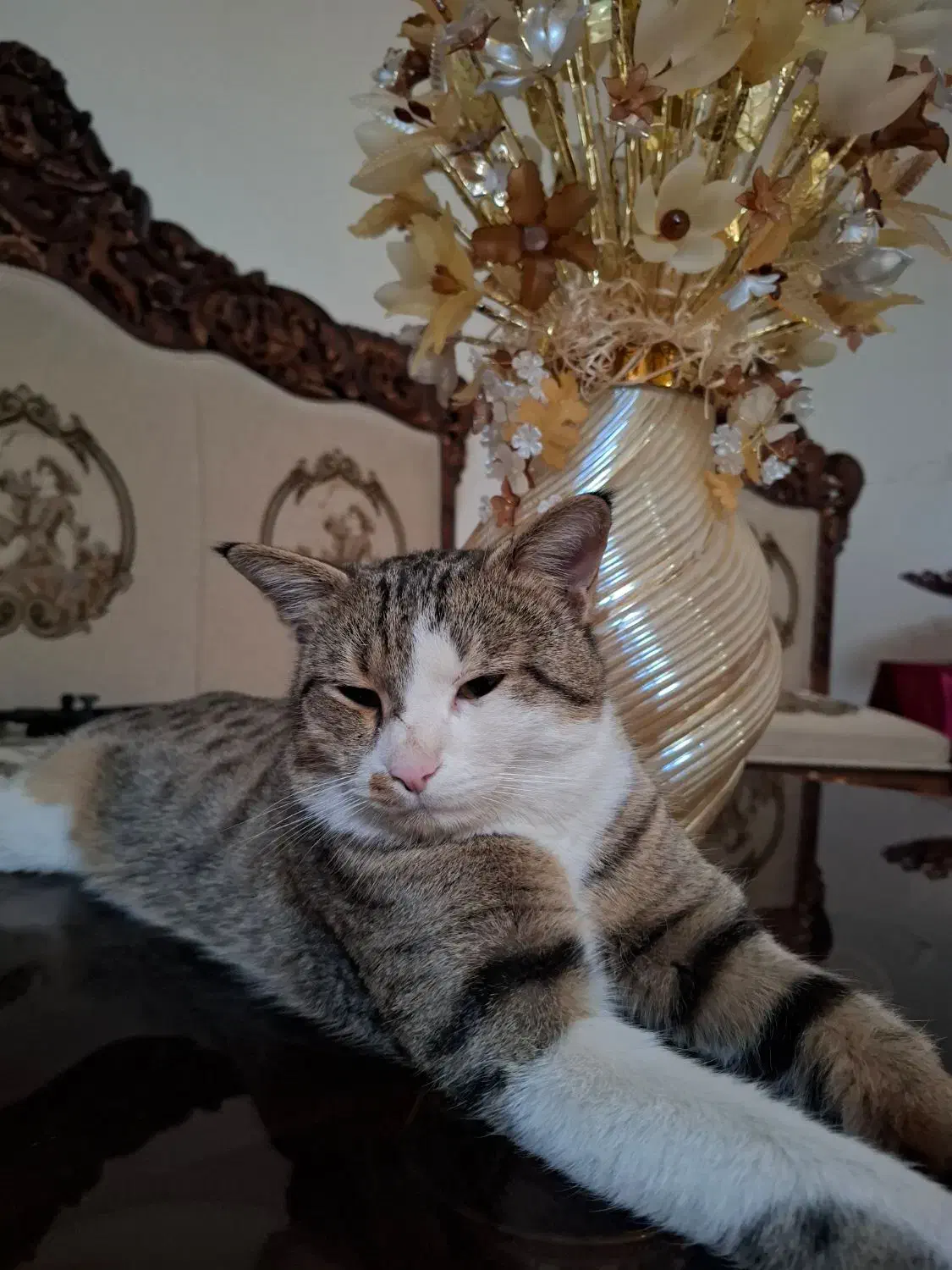 گربه گمشده|حیوانات|اصفهان, شهرک کاوه|دیوار